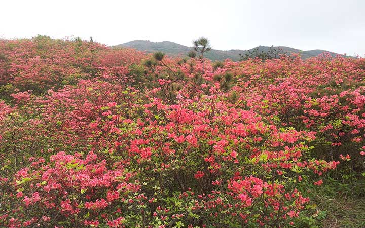 杜鵑花海